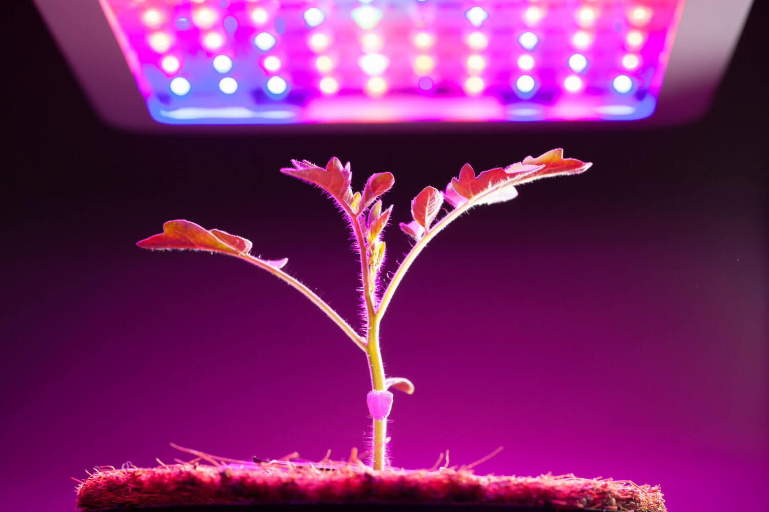 50168887 - young tomato plant under led grow light - GorillaGrow