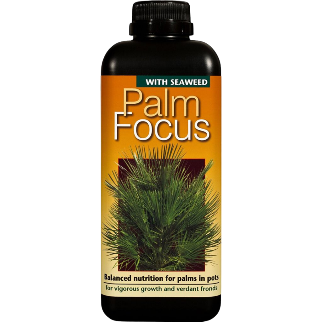 Palm Focus 1L