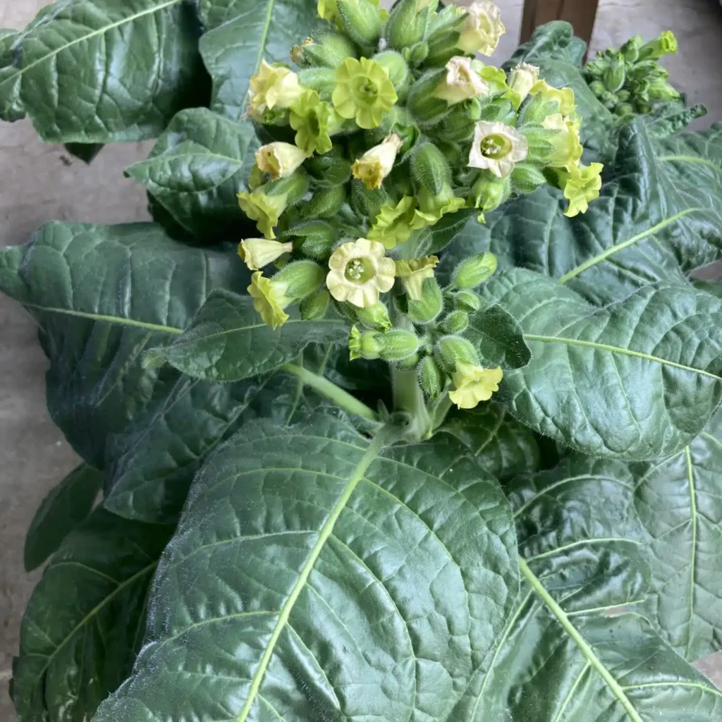 Nicotiana Tabacum Rustica 'Bondetobak'
