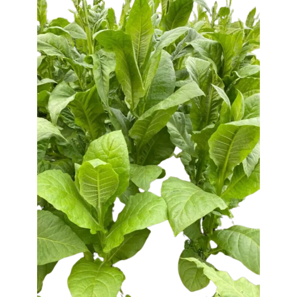 Nicotiana Tabacum 'Virginia'
