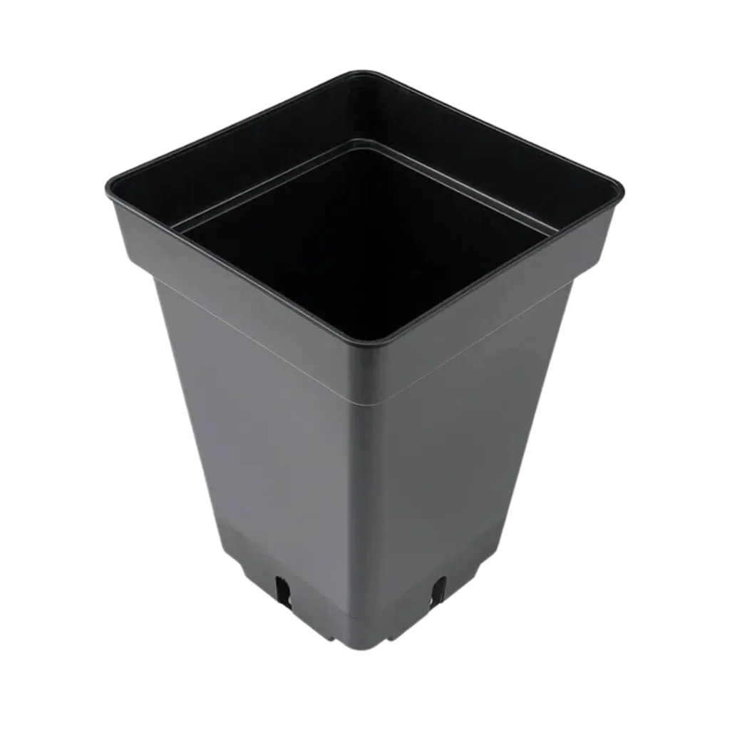 PLANTE POTTE