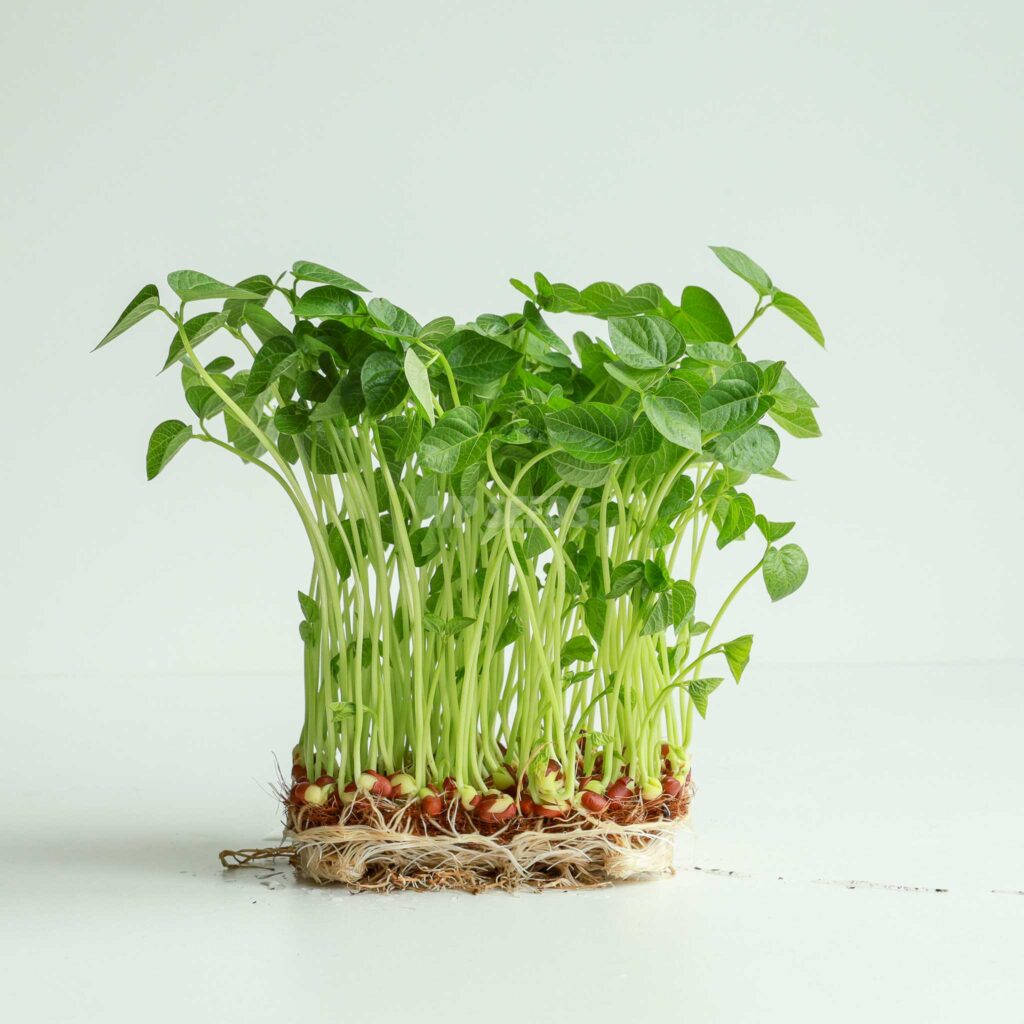 Adzukibønner – frø til spirer og microgreens
