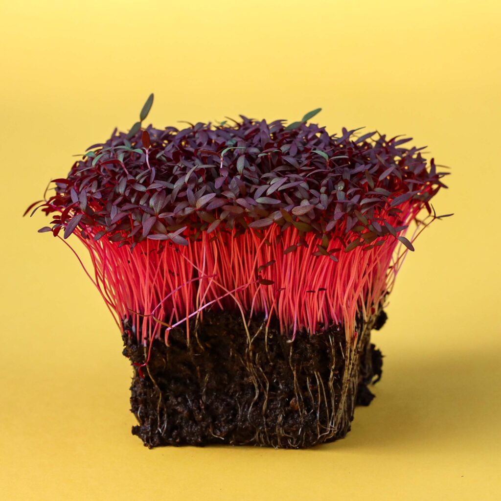 Rød Amarant – frø til microgreens