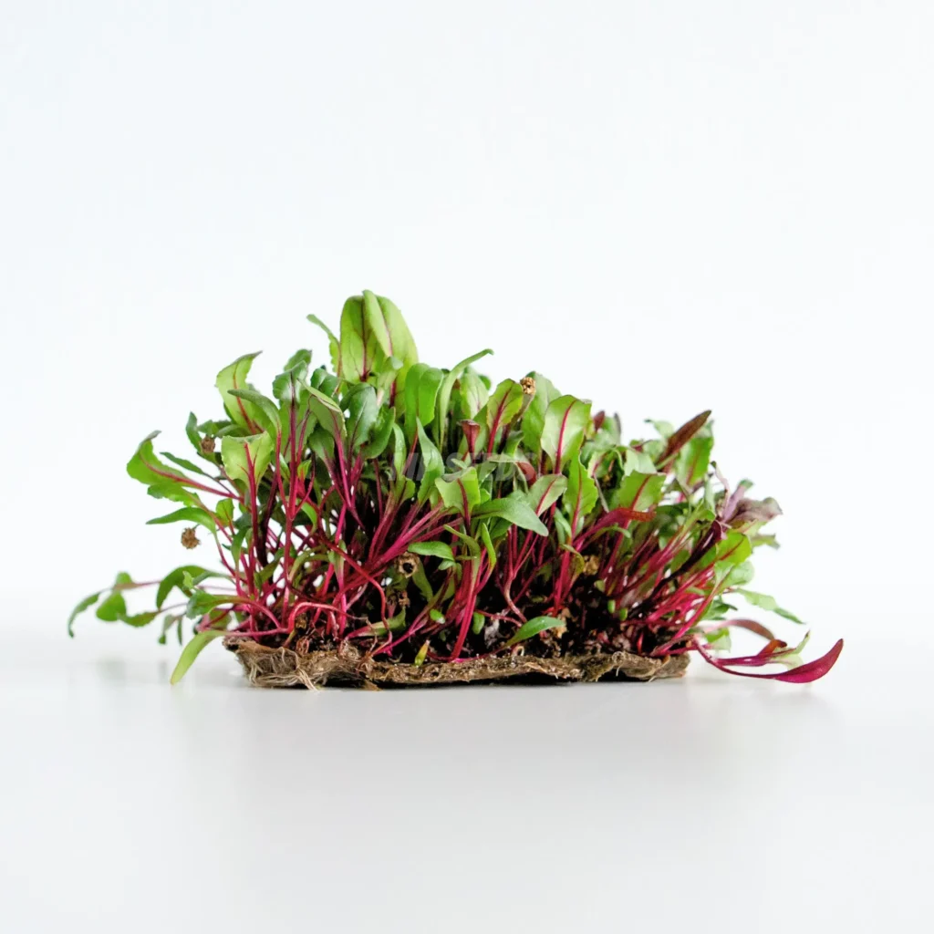Rødbede – frø til microgreens