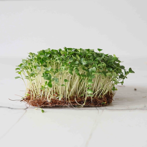 Broccoli Calabrese – frø til microgreens