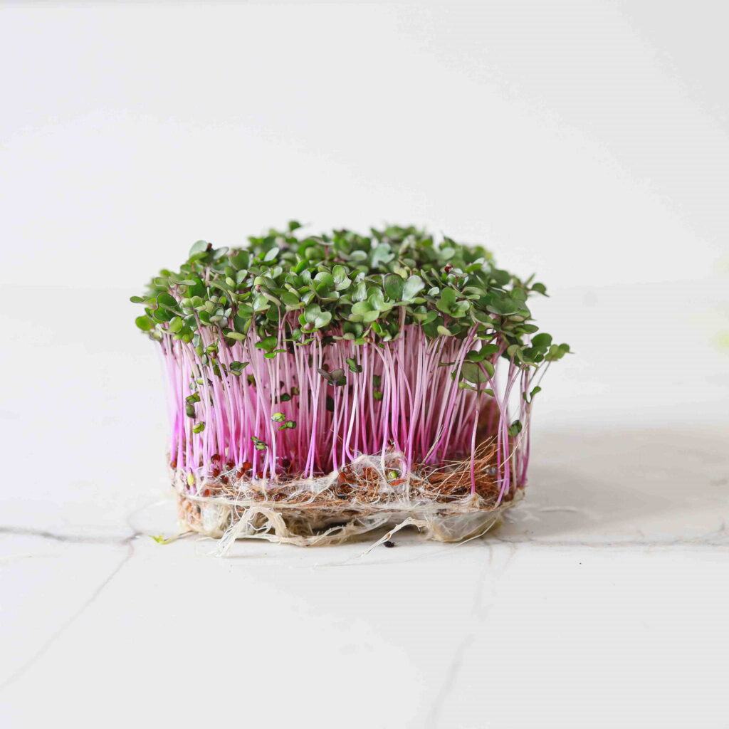 Rødkål – frø til microgreens