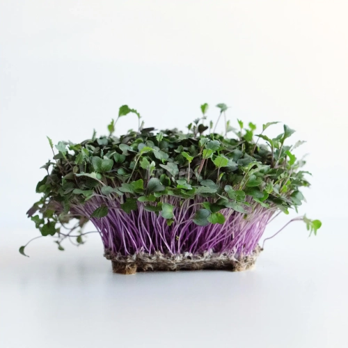 Rød kålrabi – frø til microgreens