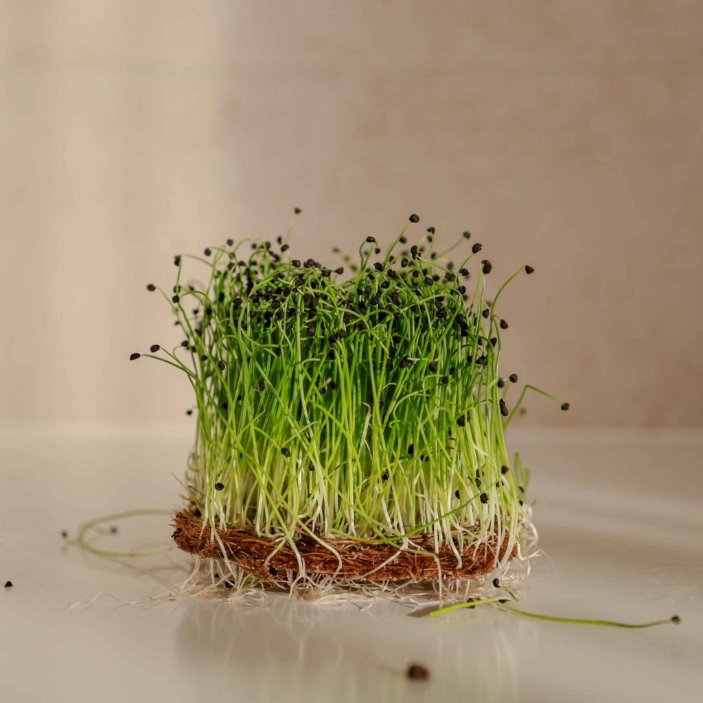 Garlic – frø til microgreens