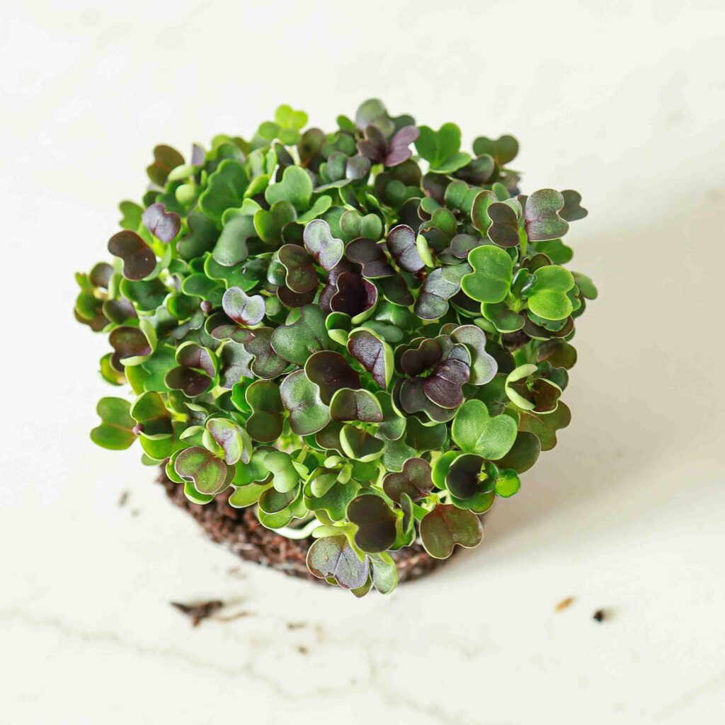 Rød Pak Choi – frø til microgreens