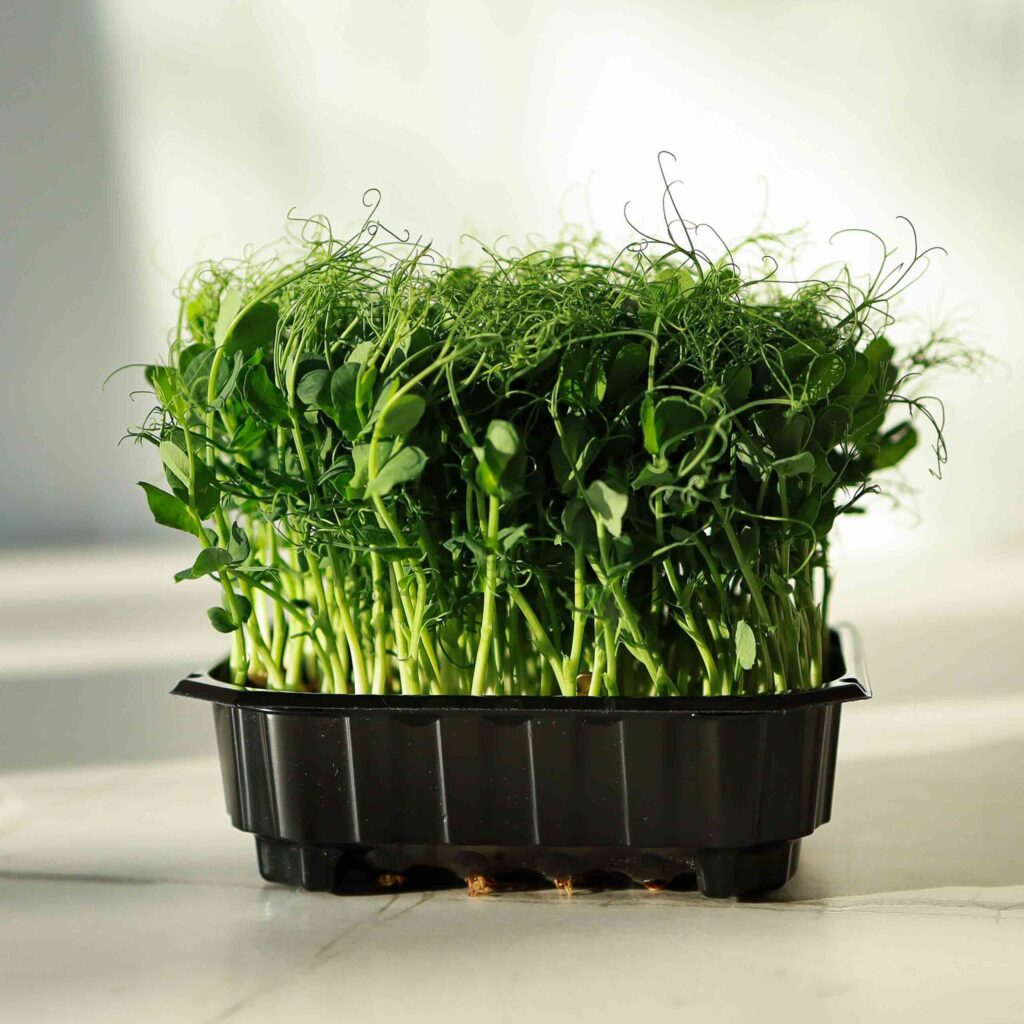 Ærteskud Foxy – frø til microgreens