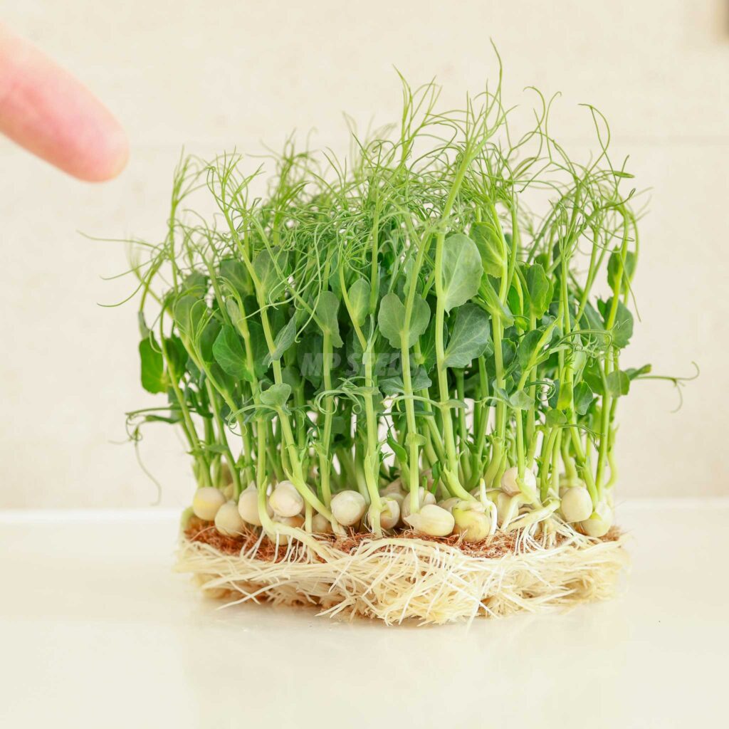 Ærteskud Jumbo – frø til microgreens