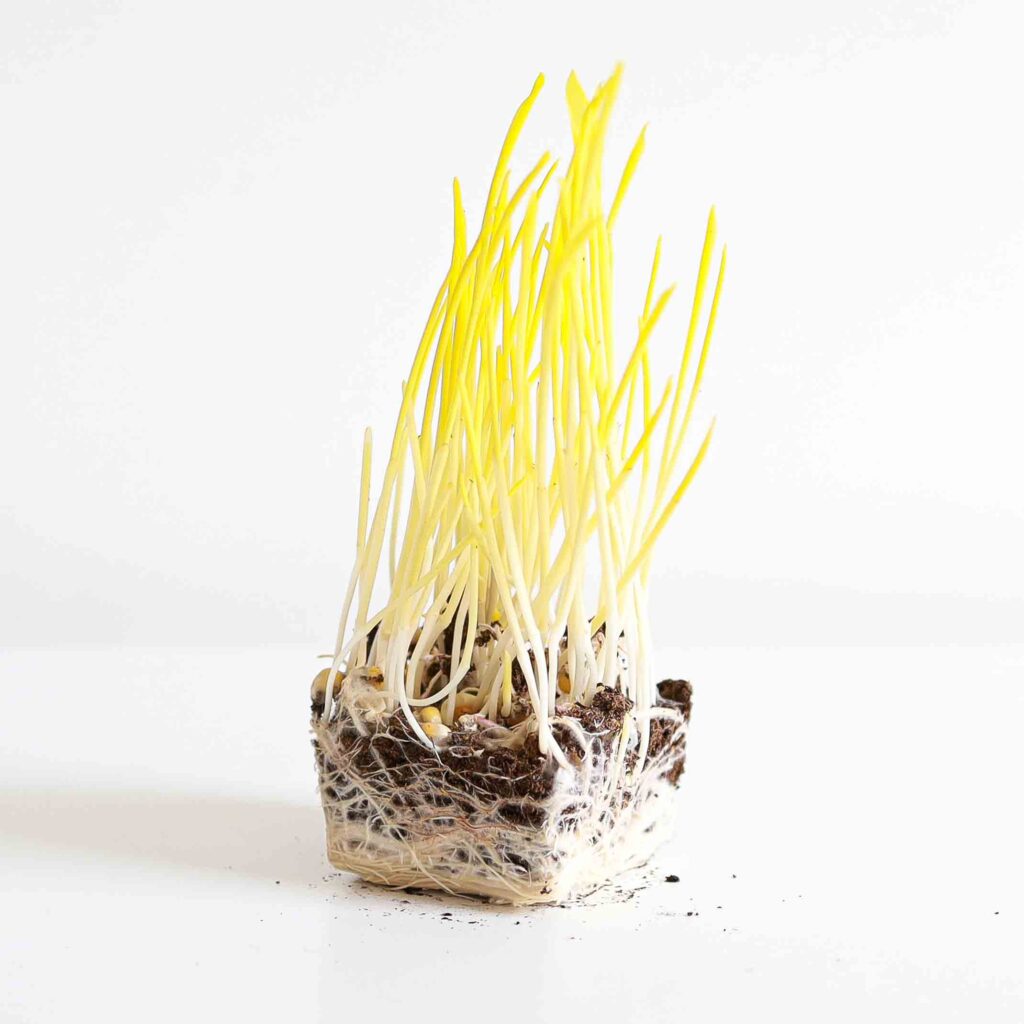 Majs – frø til microgreens