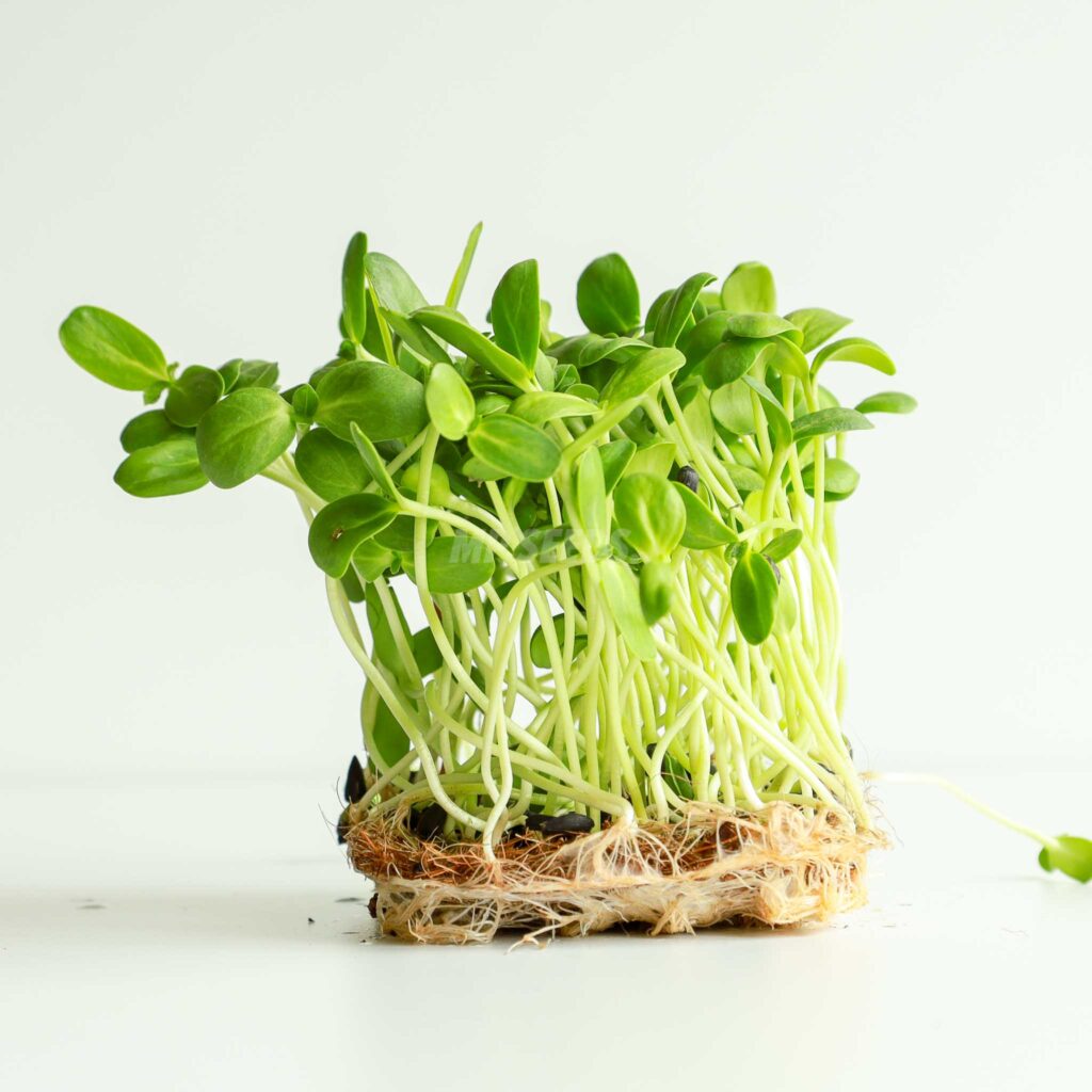 Solsikke Big – frø til microgreens