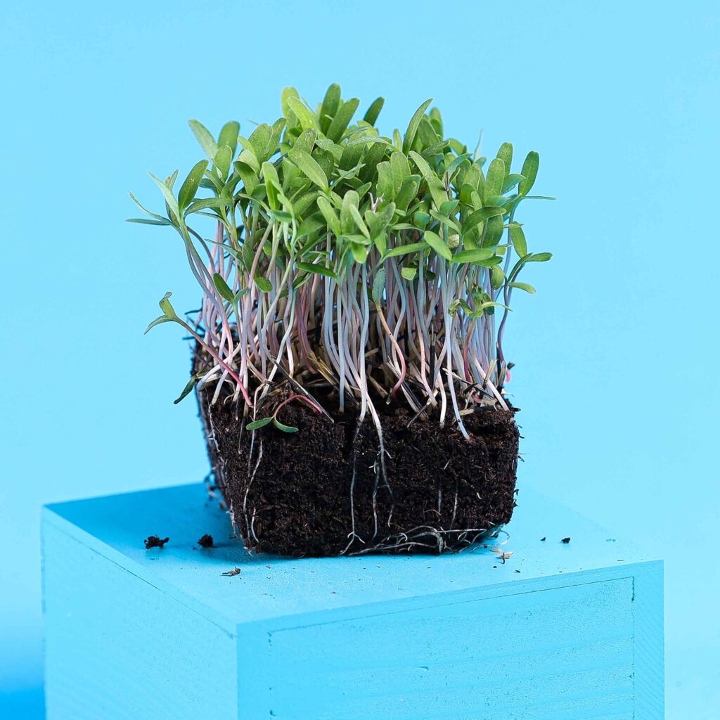 Tagetes Pink – microgreens frø