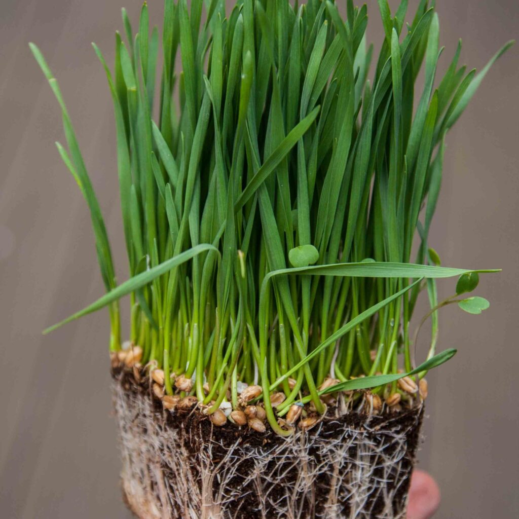 Hvedegræs - frø til microgreens