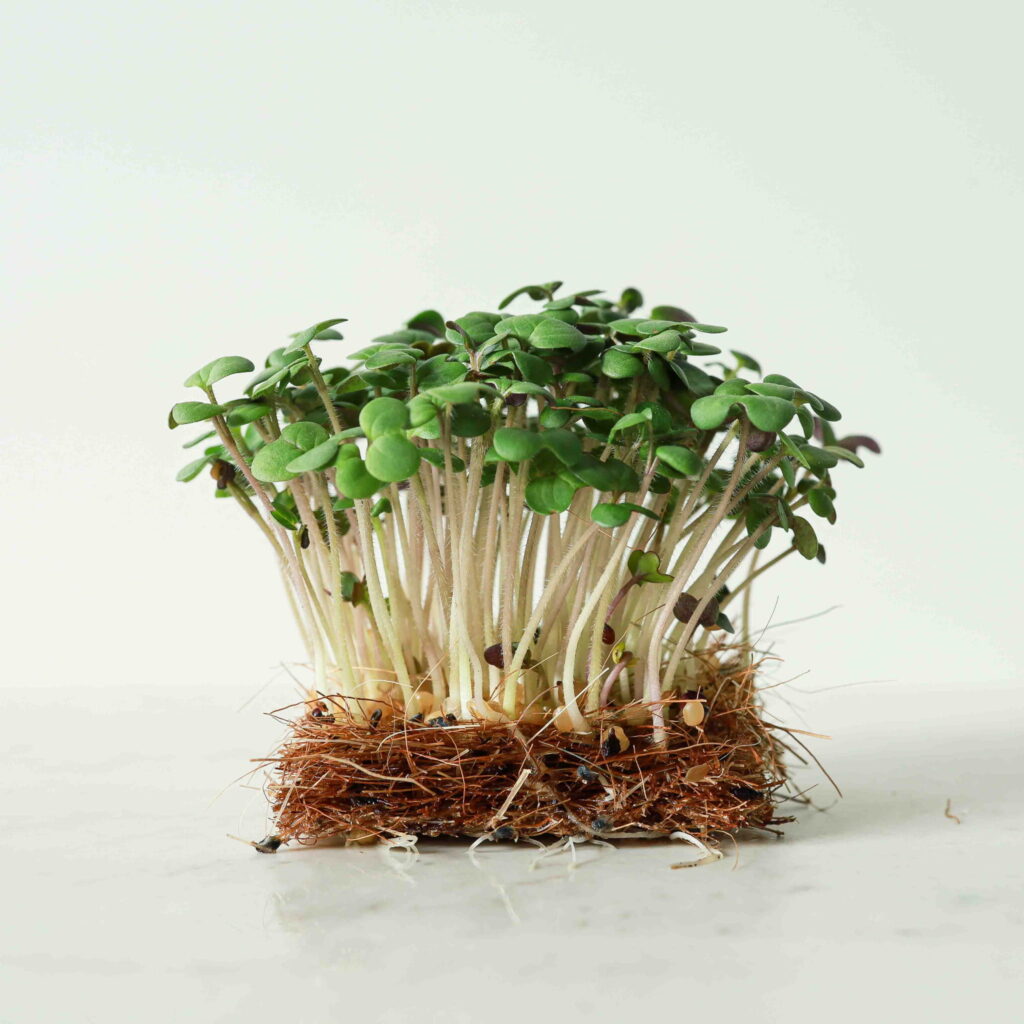 Hvid sennep – frø til microgreens