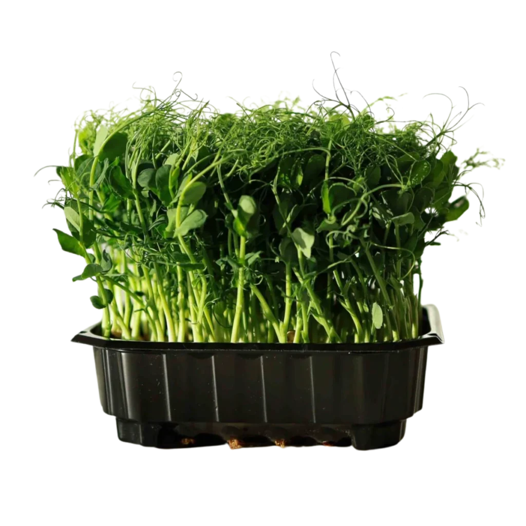 Ærteskud Foxy – frø til microgreens