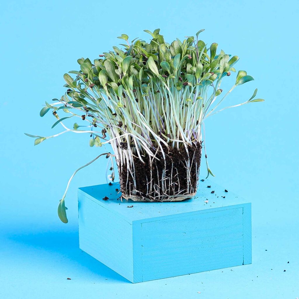 Bukkehorn – frø til microgreens
