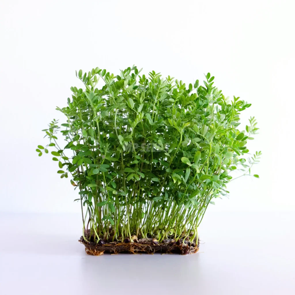linser – frø til spirer og microgreens