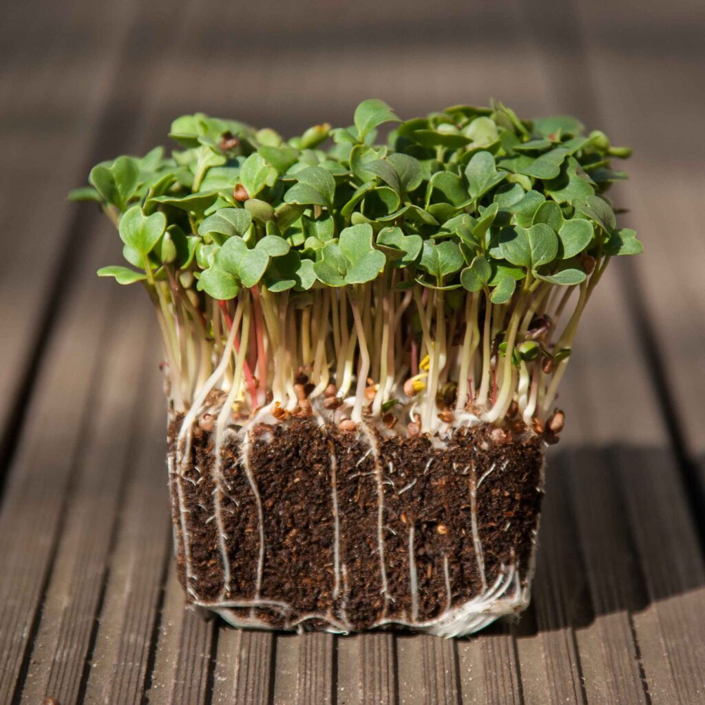 Daikon-radise – frø til microgreens