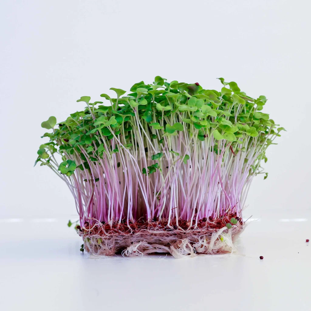 Raps – frø til microgreens