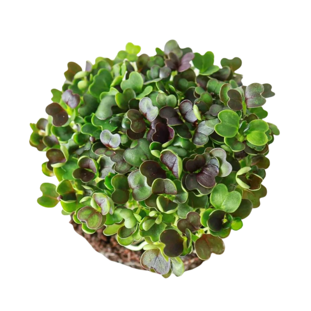 Rød Pak Choi – frø til microgreens