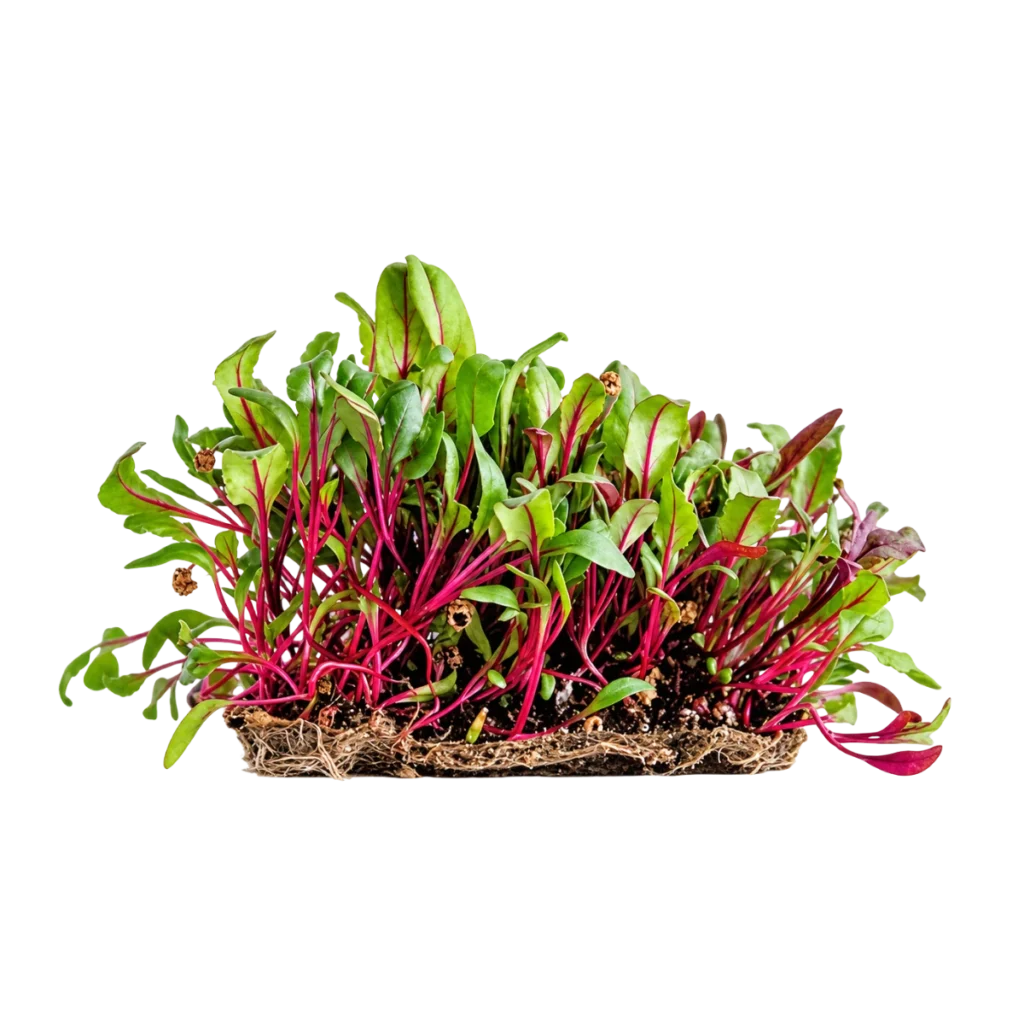 Rødbede – frø til microgreens